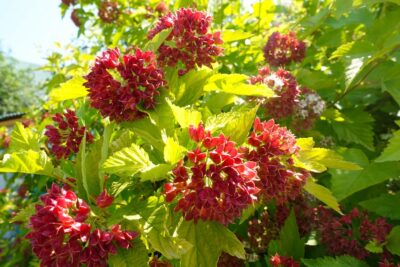 Pęcherznica kalinolistna ANGEL GOLD