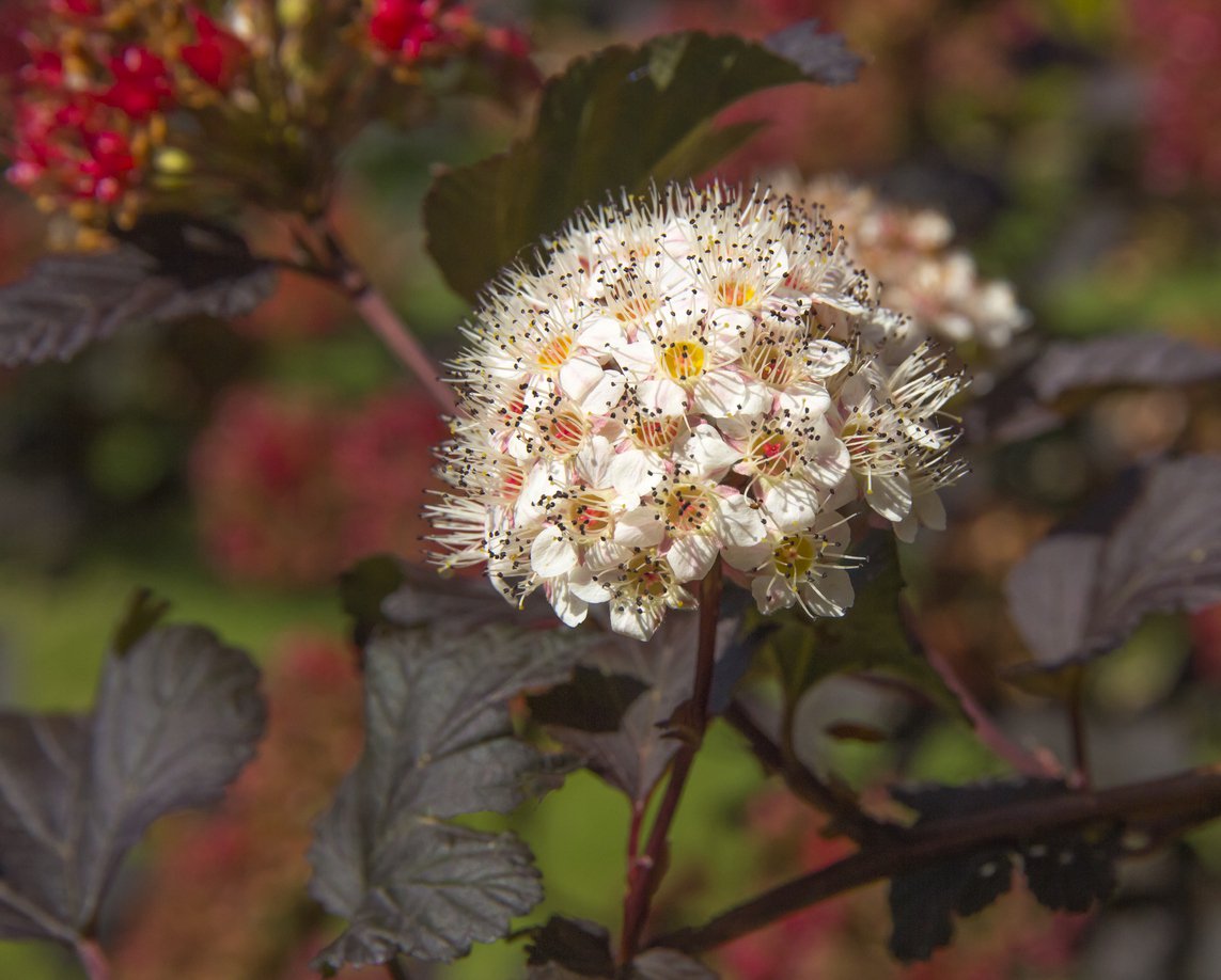 Pęcherznica kalinolistna DIABLE D'OR - 2