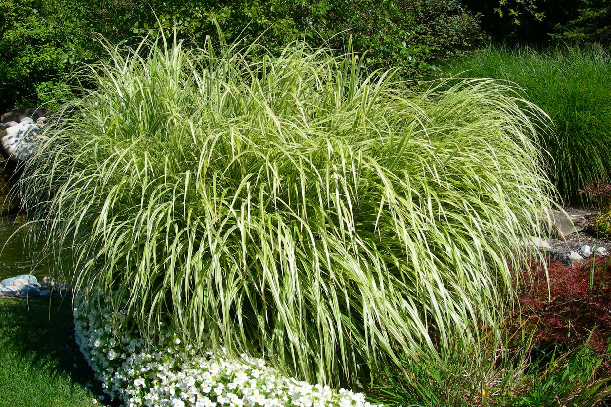 MISKANT CHIŃSKI VARIEGATUS - 2