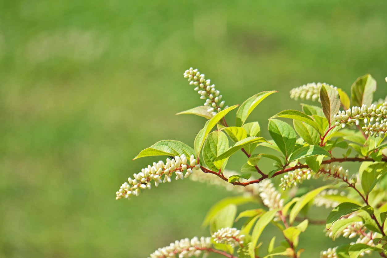 Itea WIRGINIJSKA - 2