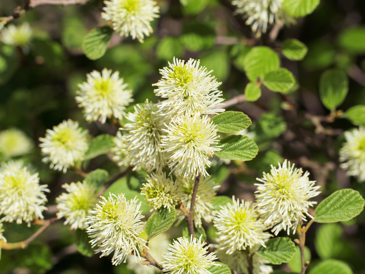 Fortegilla amerykańska MAJOR - 2