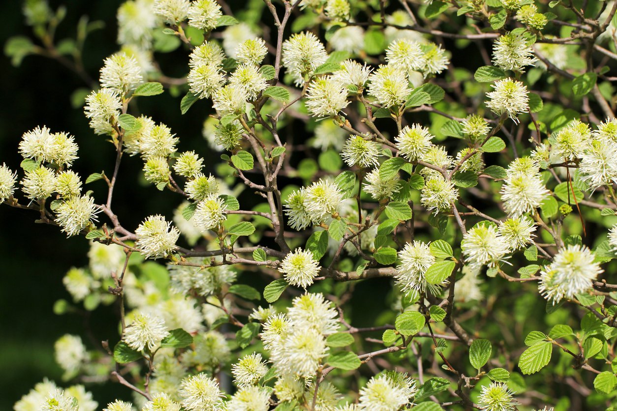 Fortegilla amerykańska MAJOR - 3