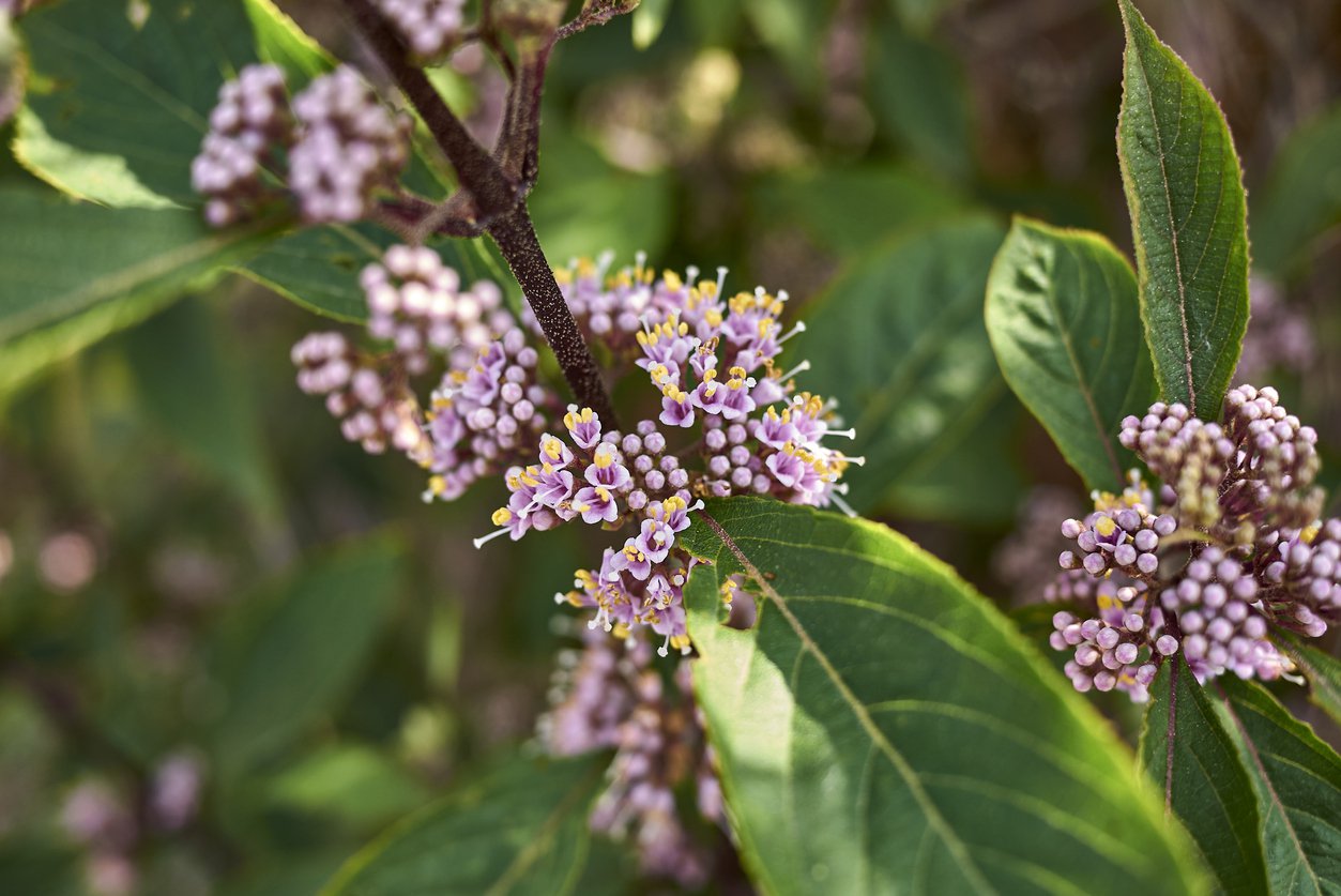 Pięknotka Bodiniera PROFUSION - 2