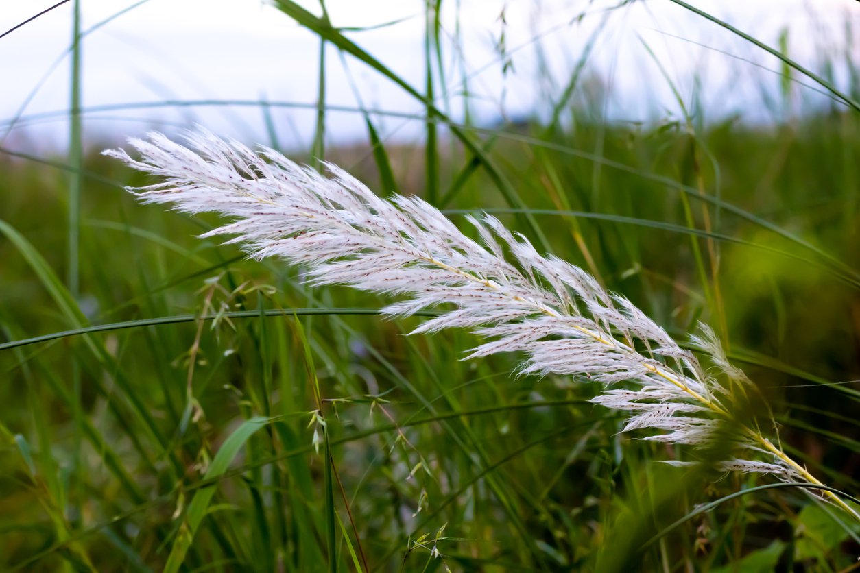 Trzcinnik KRÓTKOWŁOSY - 3