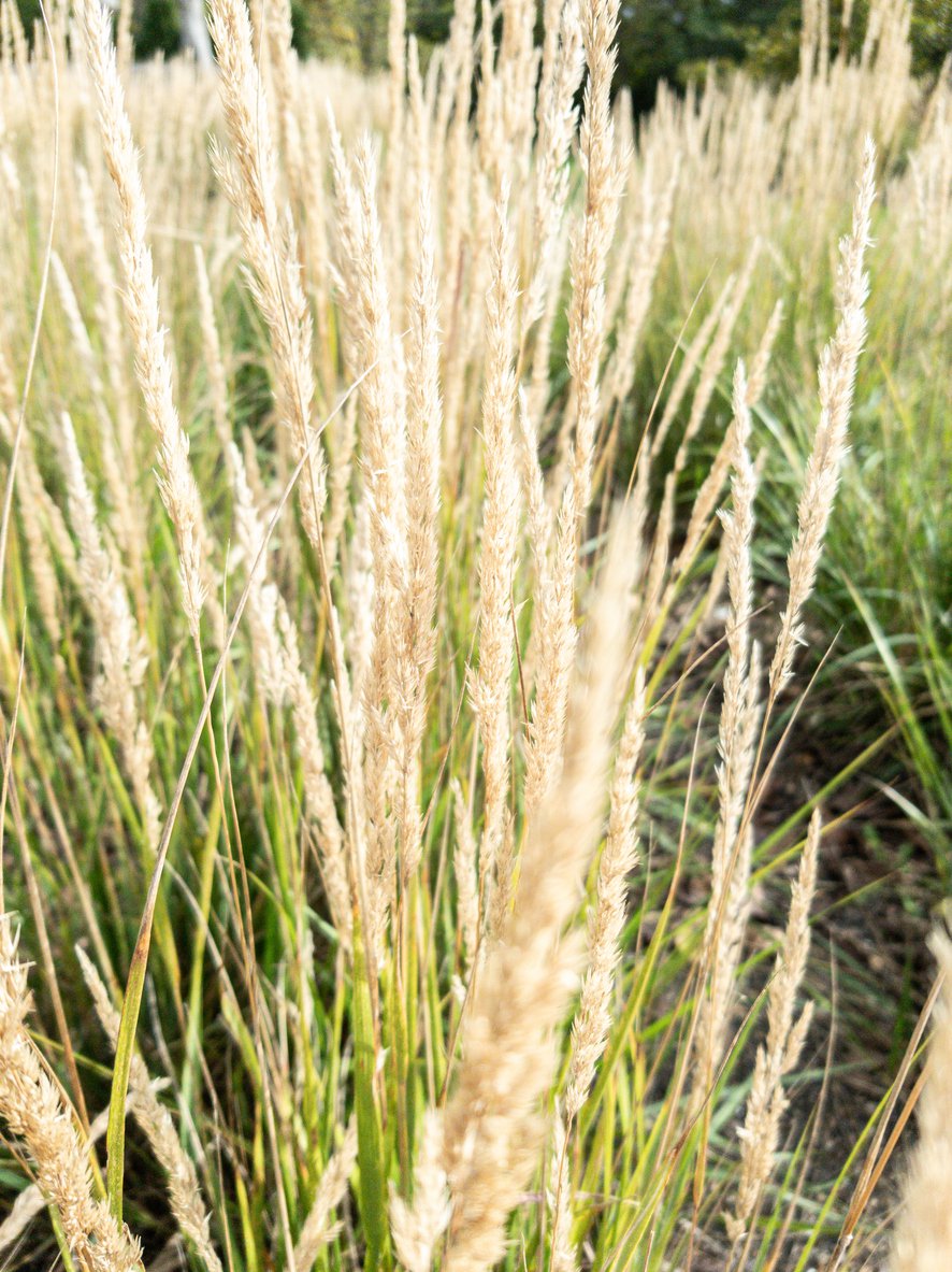 Trzcinnik KRÓTKOWŁOSY - 2