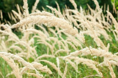 Trzcinnik KRÓTKOWŁOSY