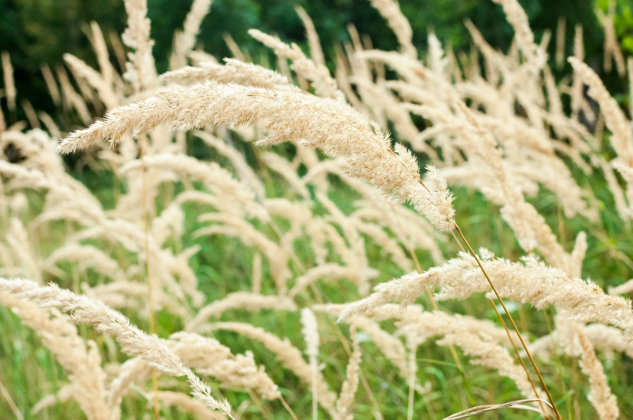 Trzcinnik KRÓTKOWŁOSY