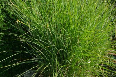 Trzcinnik ostrokwiatowy KARL FOERSTER