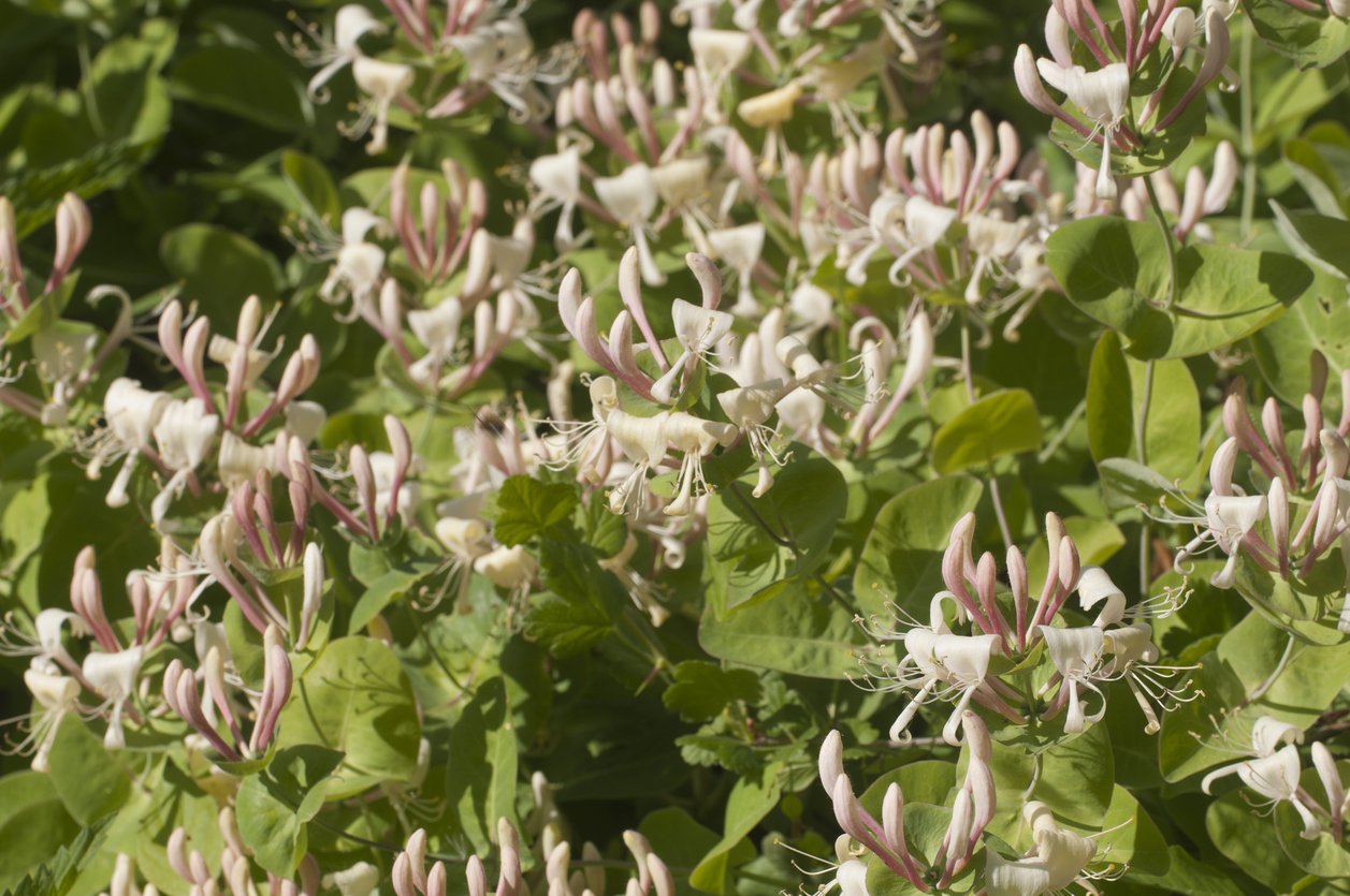 Wiciokrzew przewiercień INGA - 2