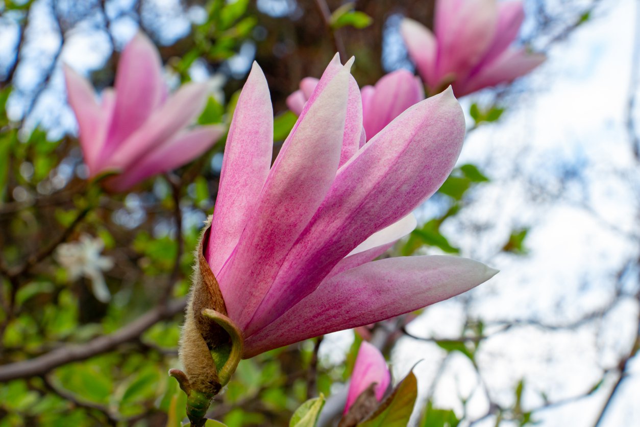 Magnolia HEAVEN SCENT - 3