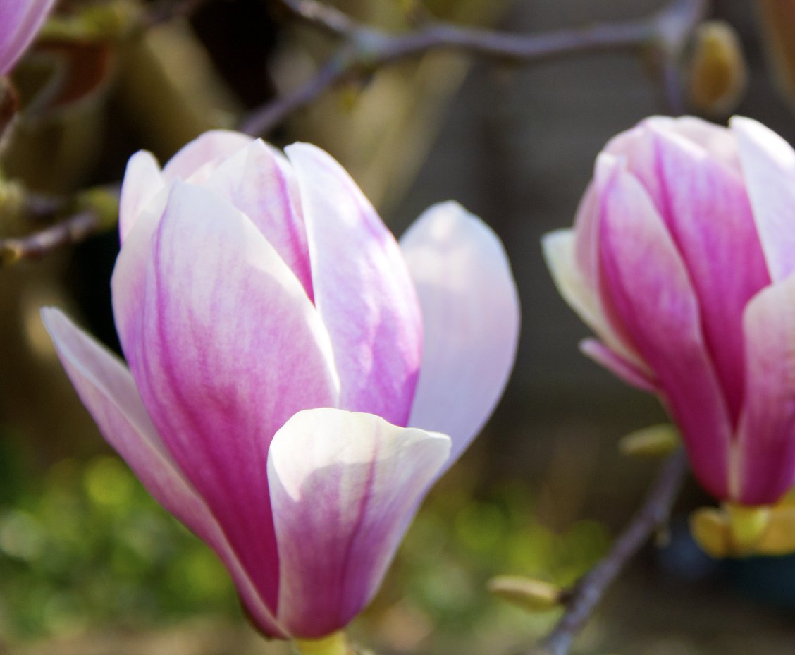 Magnolia HEAVEN SCENT