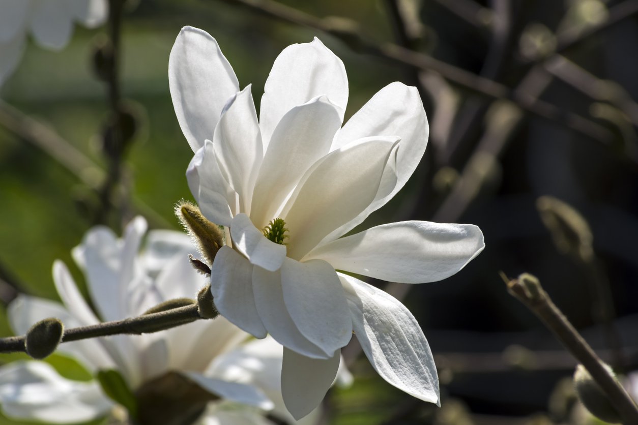 Magnolia MERRILL - 2