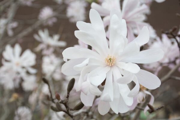 Magnolia gwiaździsta WATERLILY - 1