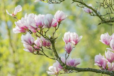Magnolia PINK GOLBET