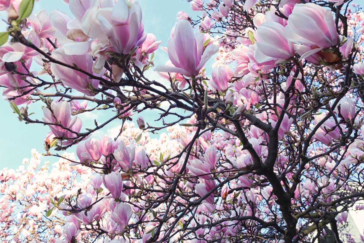Magnolia PINK GOLBET - 2