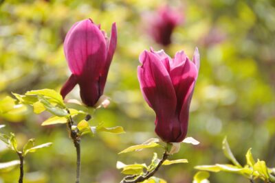 Magnolia purpurowa NIGRA