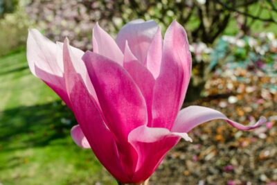 Magnolia purpurowa ORCHID