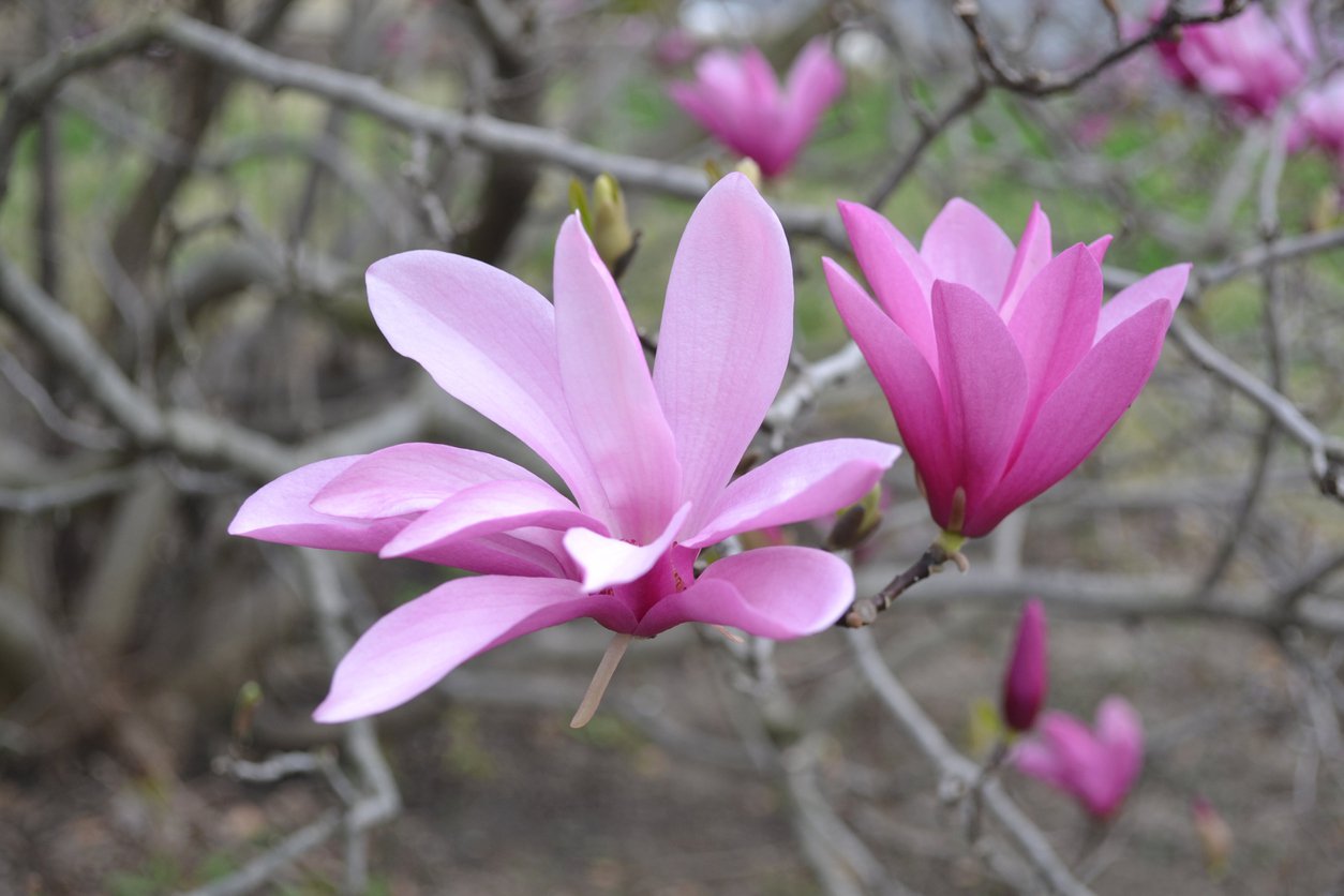 Magnolia purpurowa ORCHID - 3