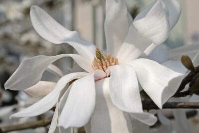 Magnolia japońska ESVELD SELECT