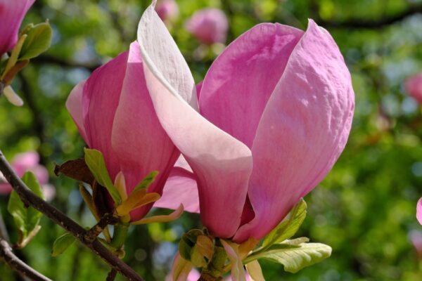 Magnolia PINKIE - 3