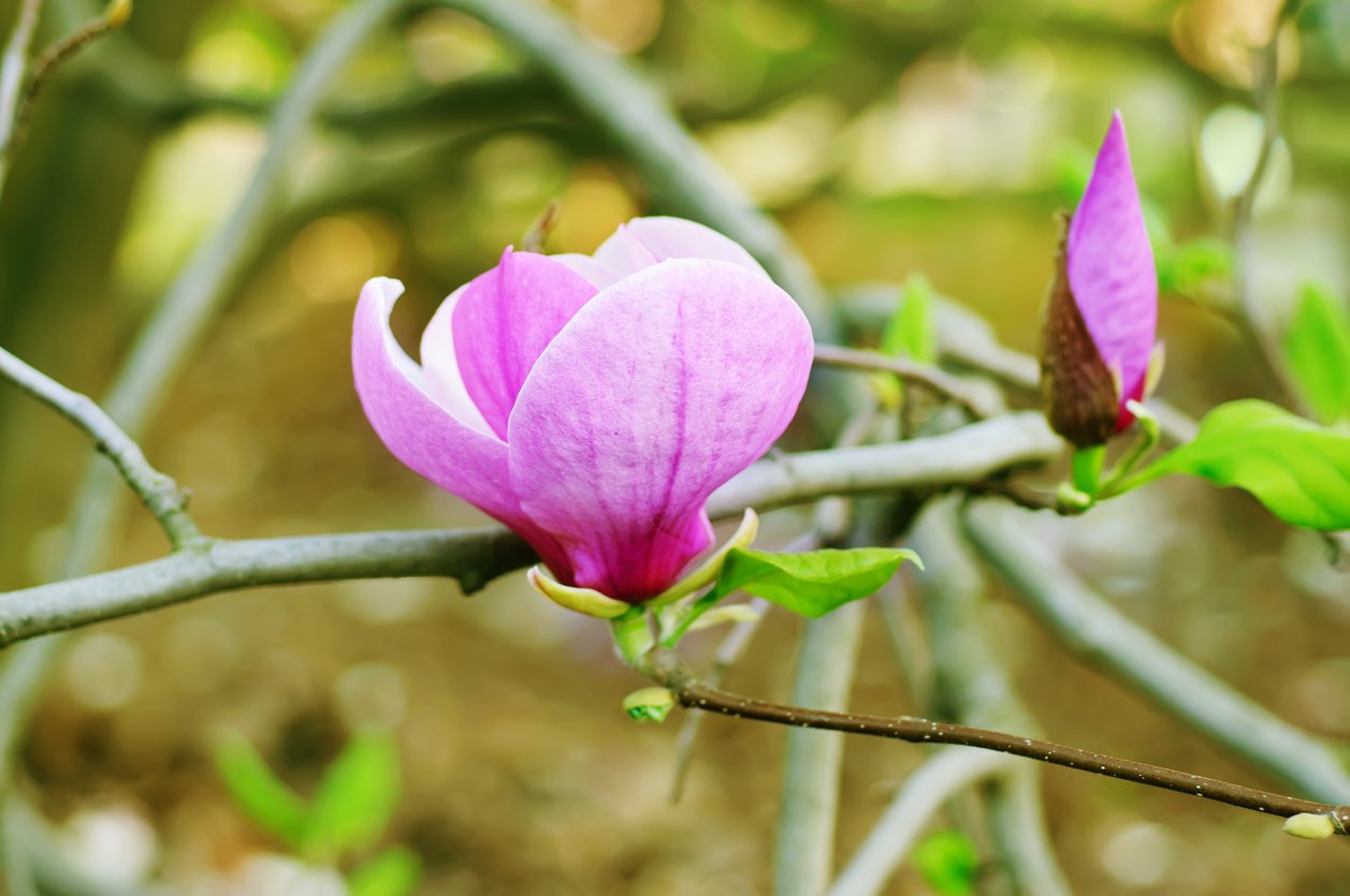 Magnolia LENNEI - 3