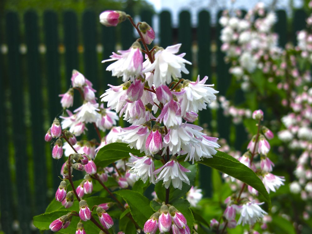 Żylistek mieszańcowy PINK POM POM - 2