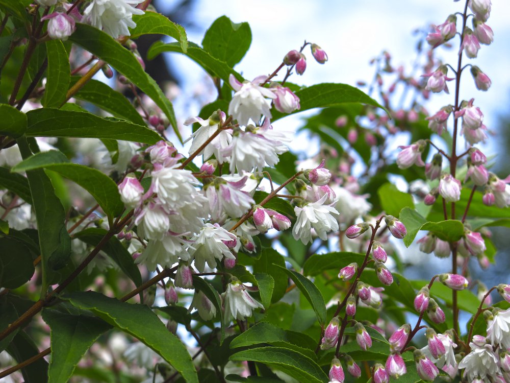 Żylistek mieszańcowy PINK POM POM - 3