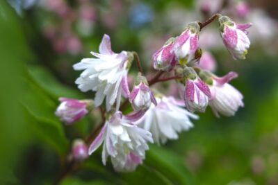 Żylistek mieszańcowy PINK POM POM