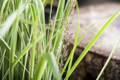 Miskant chiński CABARET 30cm doniczka