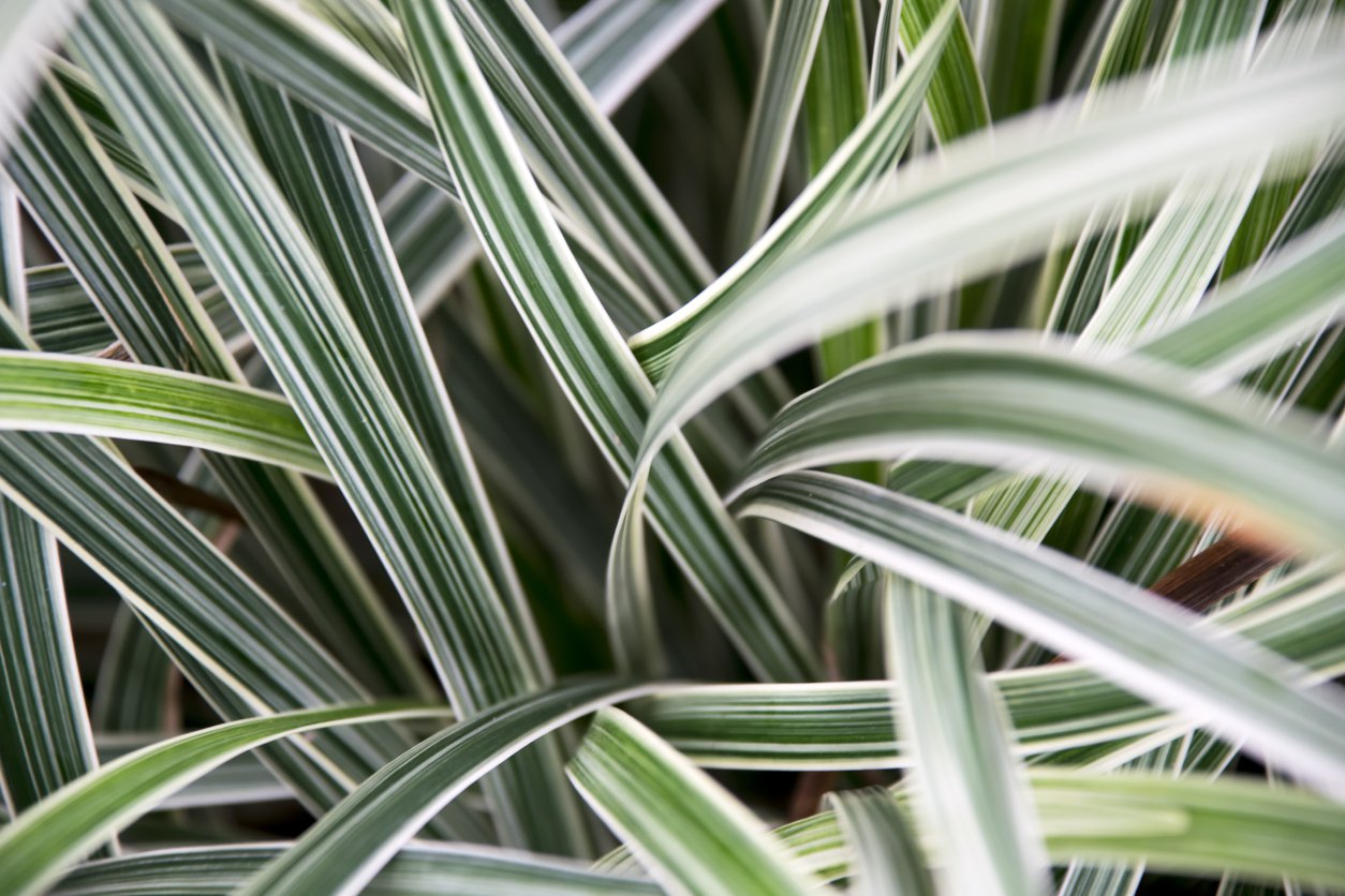 Liriope szafirkowata VARIEGATA 25cm doniczka