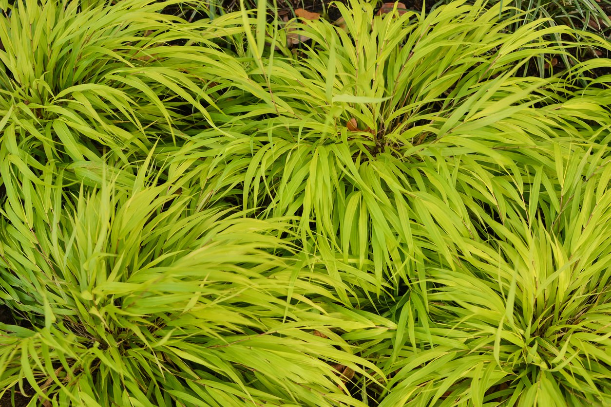 Trawa bambusowa ALL GOLD