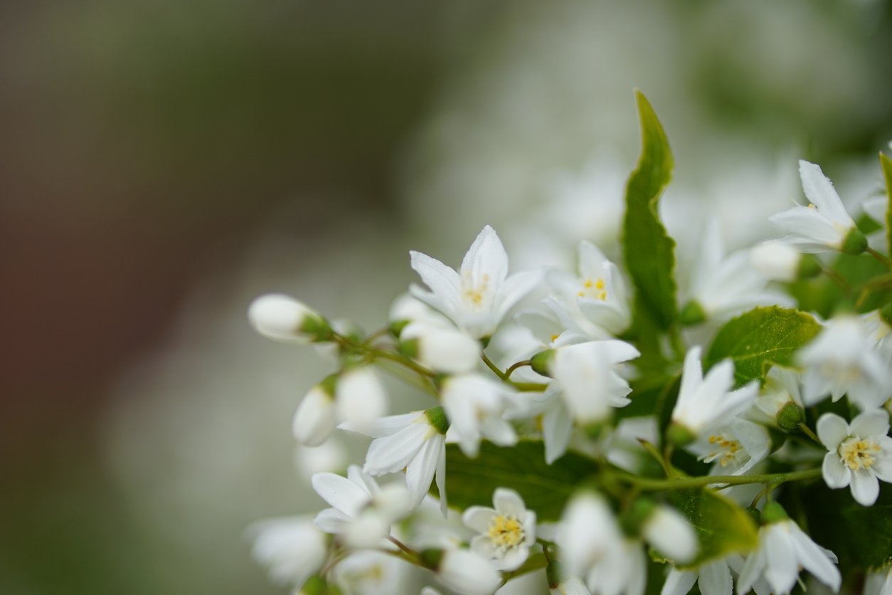 Żylistek wysmukły VARIEGATA