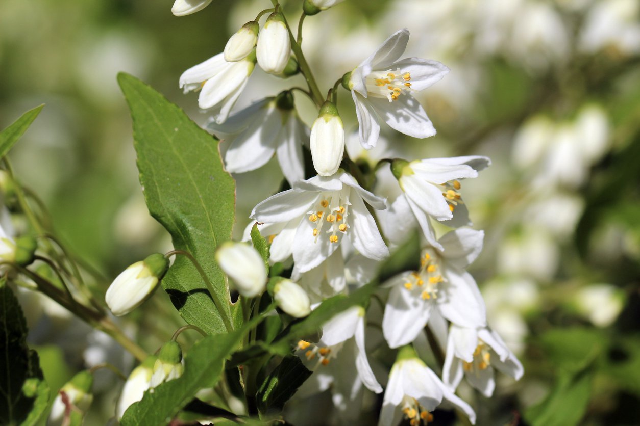 Żylistek wysmukły VARIEGATA - 3