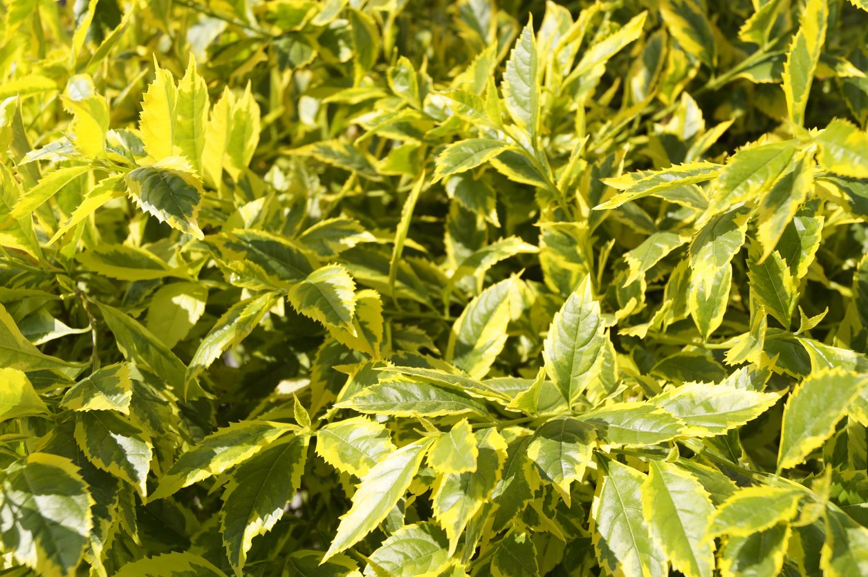 Żylistek wysmukły VARIEGATA - 2