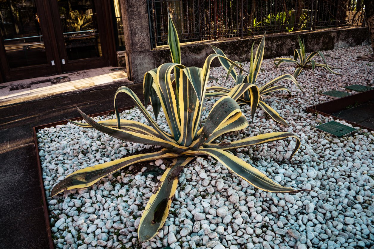 Juka yucca karolińska COLOR GUARD