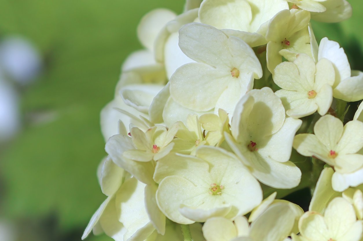 Kalina ANGIELSKA - 3