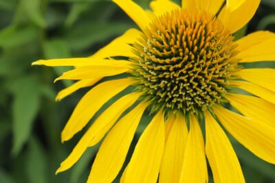 Echinacea jeżówka LEILANI doniczka