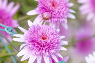 Echinacea jeżówka PINK DOUBLE DELIGHT