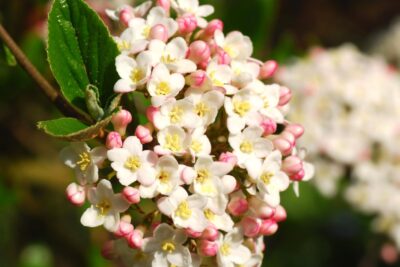 Kalina Burkwooda ANNE RUSSEL