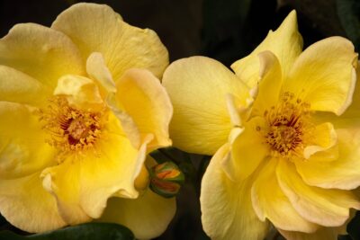 Róża parkowa pnąca MAIGOLD