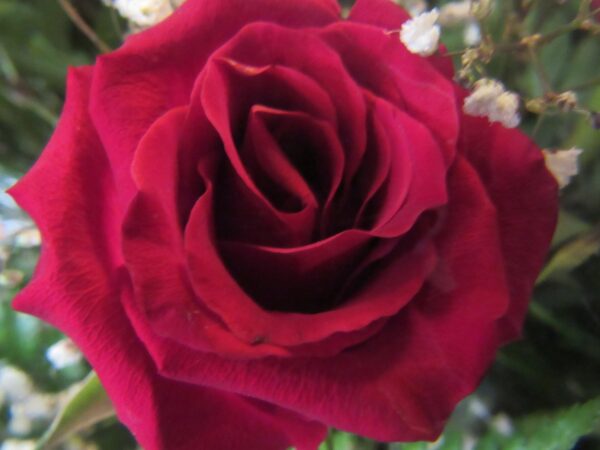 Róża wielkokwiatowa prezydenckie bordo!