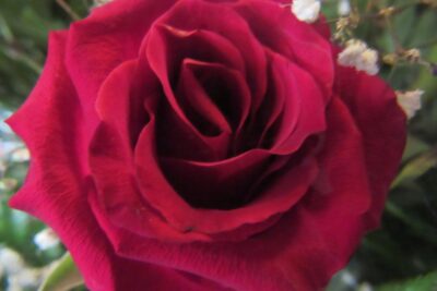 Róża wielkokwiatowa prezydenckie bordo!