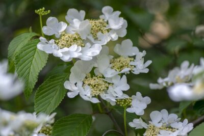 Kalina japońska TOMENTOSUM