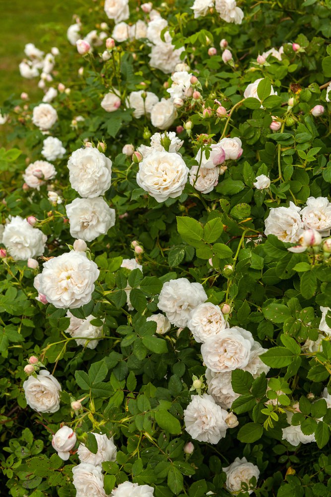 Róża pnąca MADAME PLANTIER NA PNU - 2