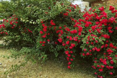Róża pnąca czerwona niewymagająca!