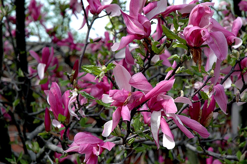 Magnolia BETTY - 2