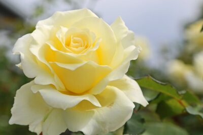 Róża wielkokwiatowa CHOPIN kremowa pachnąca!