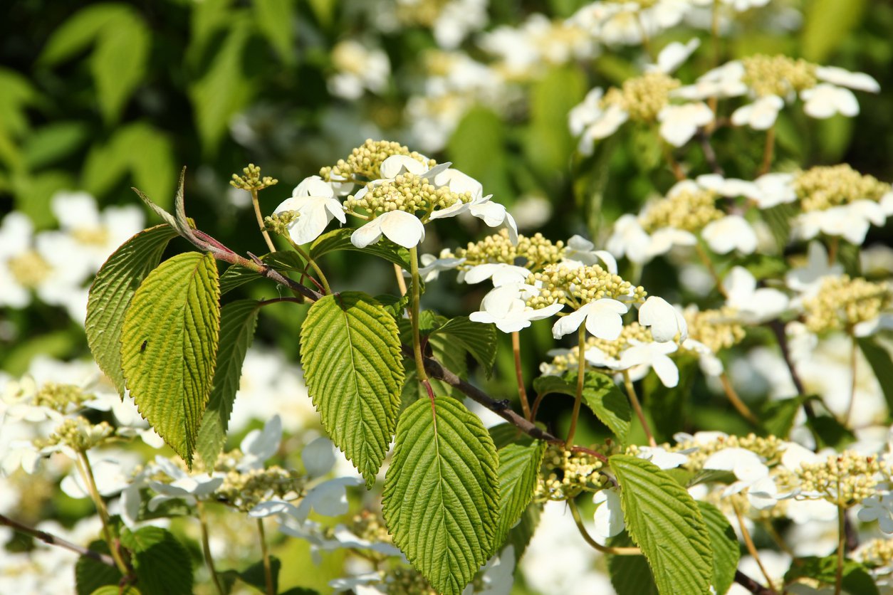 Kalina koralowa NANUM - 3