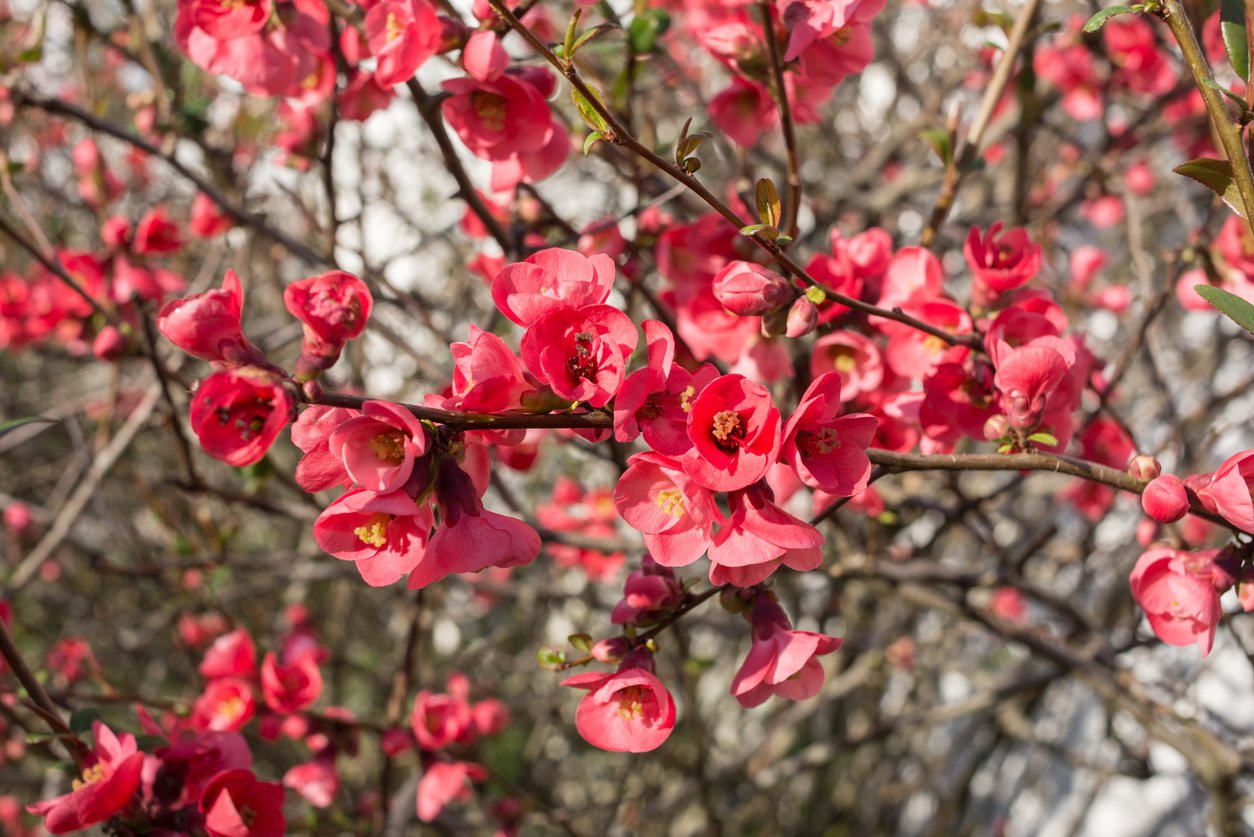 Pigwowiec japoński PINK LADY - 3