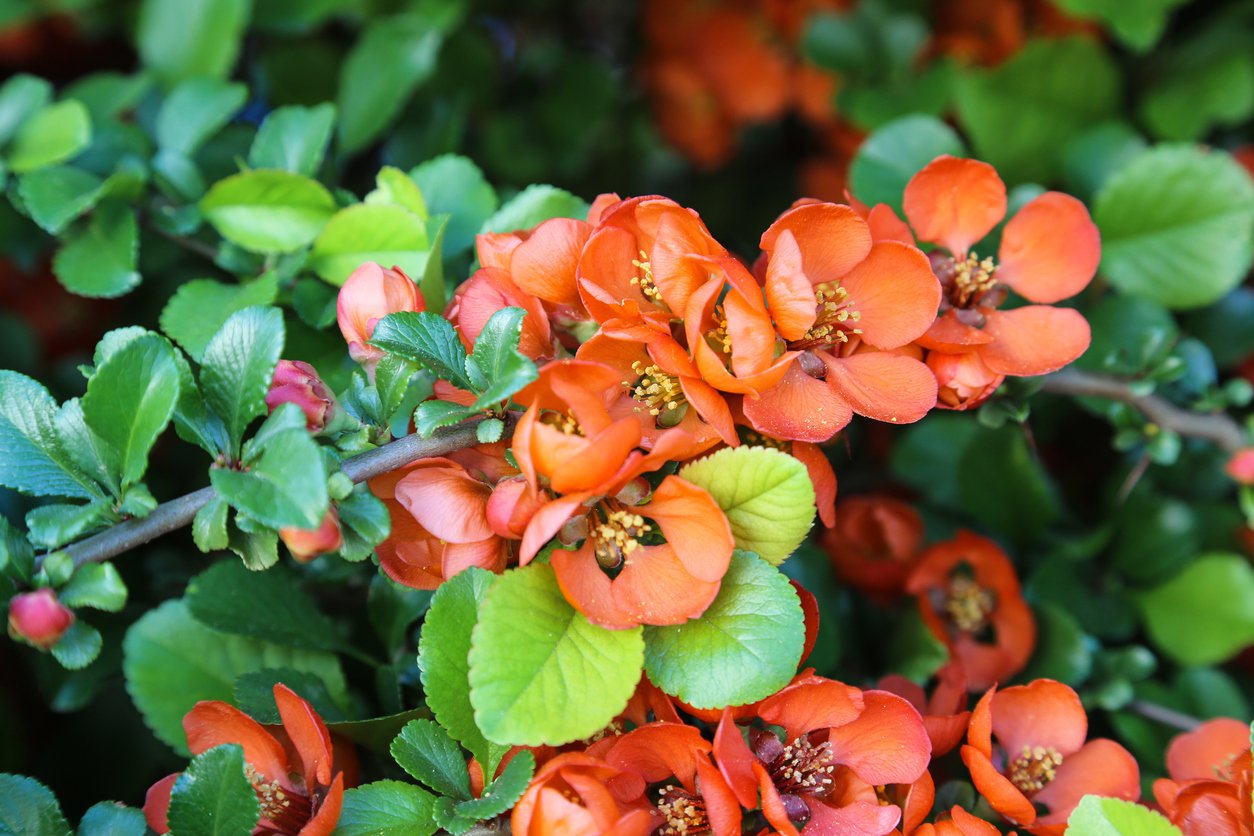 Pigwowiec japoński ORANGE TRAIL - 2